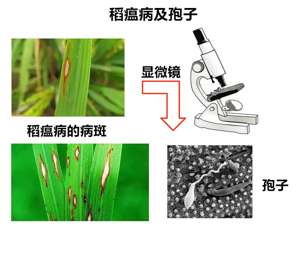 羔羊缺硒怎么补(羊羔缺硒是什么症状)-硒宝网