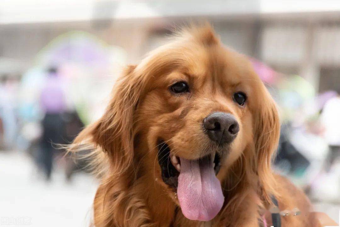 狗狗可以补硒吗(狗狗补硒可以长高吗)-硒宝网