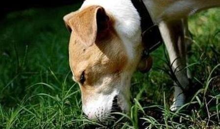 狗狗可以补硒吗(狗狗补硒可以长高吗)-硒宝网