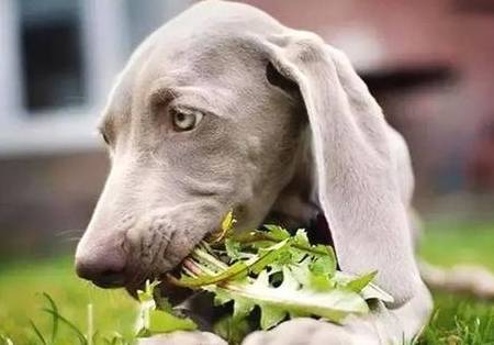 狗狗可以补硒吗(狗狗补硒可以长高吗)-硒宝网