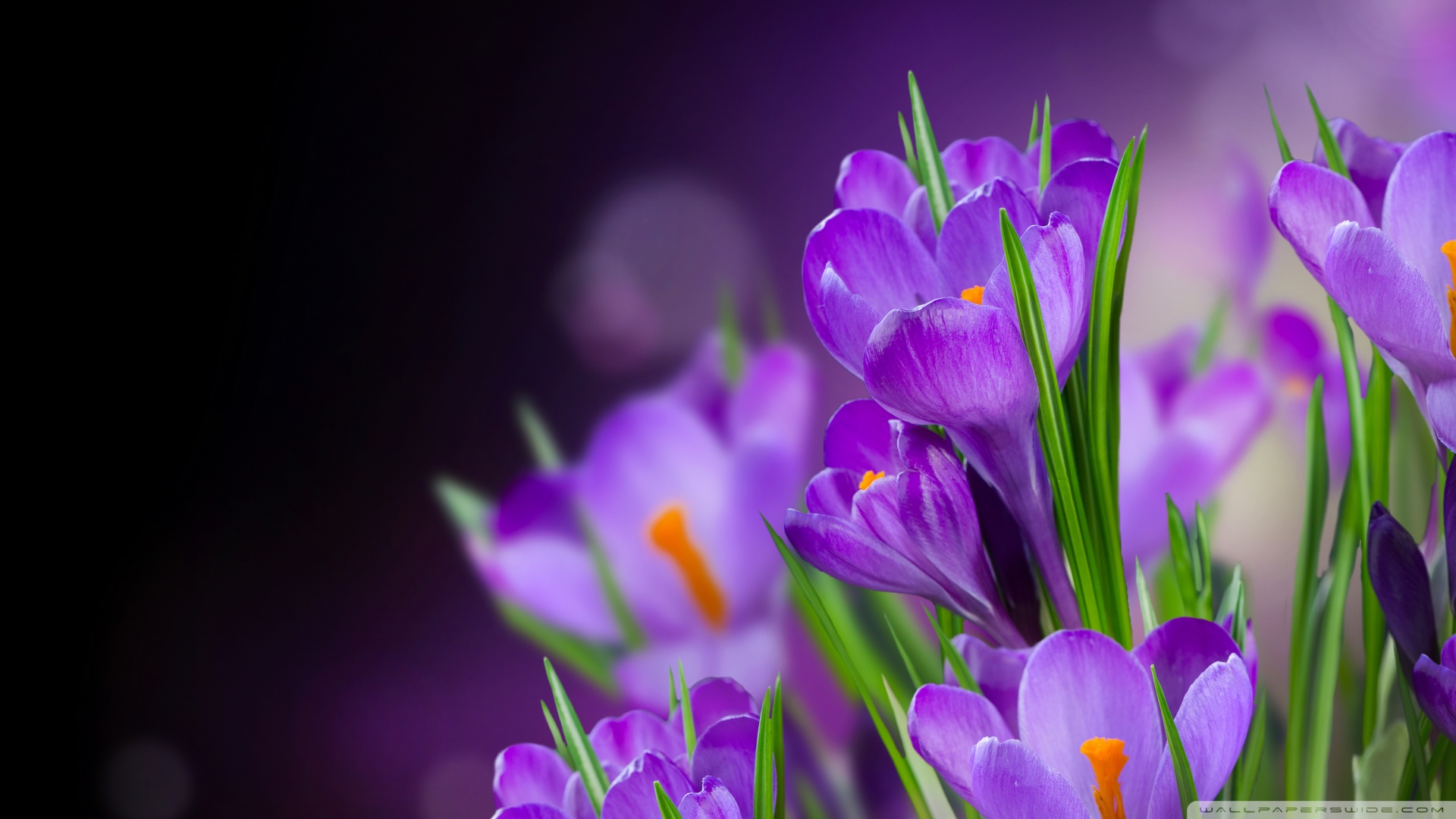 补硒为什么饭前(硒饭前吃好还是饭后吃好)-硒宝网