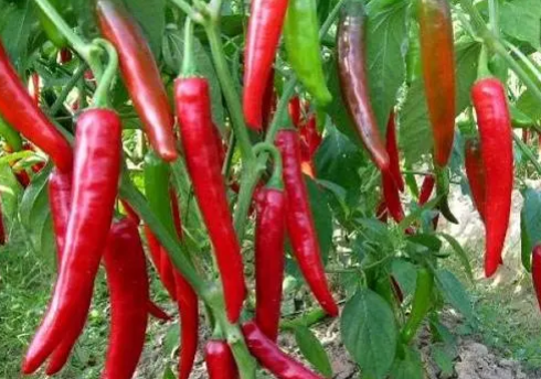 补麦芽硒的食物（补食物麦芽硒怎么吃）-硒宝网