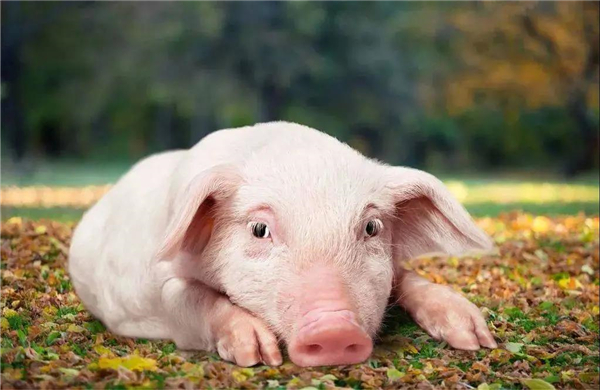 缺少硒吃什么补（缺硒需要补多长时间）-硒宝网