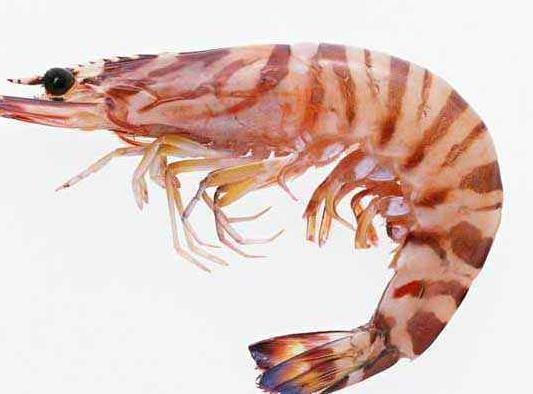 孕早期补硒食物(孕早期补食物硒含量多少)-硒宝网