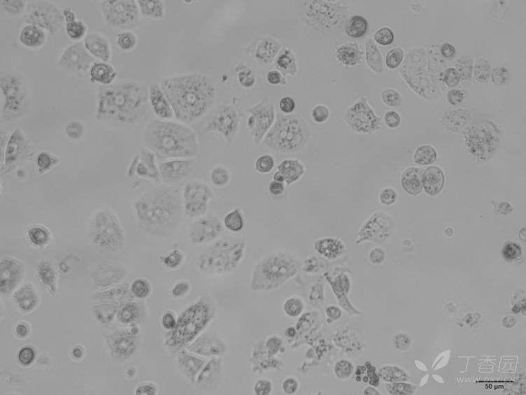 补硒对身体好吗(补硒什么好)-硒宝网