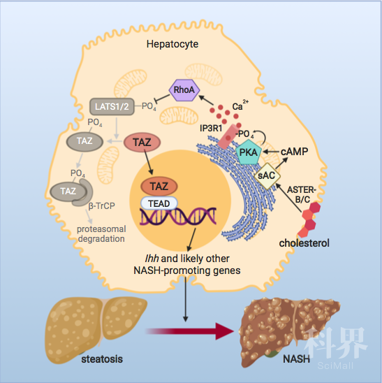 补硒对身体好吗(补硒什么好)-硒宝网