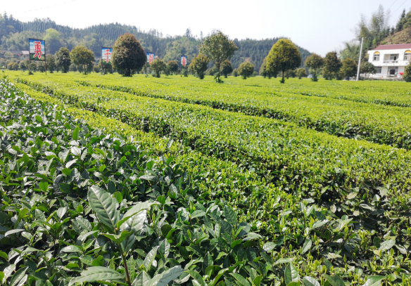 补硒协会的会长(中国补硒协会会长)-硒宝网