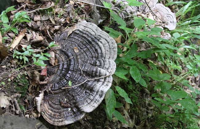 补硒有哪些忌口(吃硒不能吃什么)-硒宝网