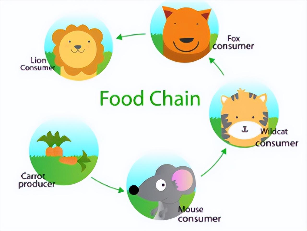 硒可以长期补吗(硒要长期补一直补)-硒宝网