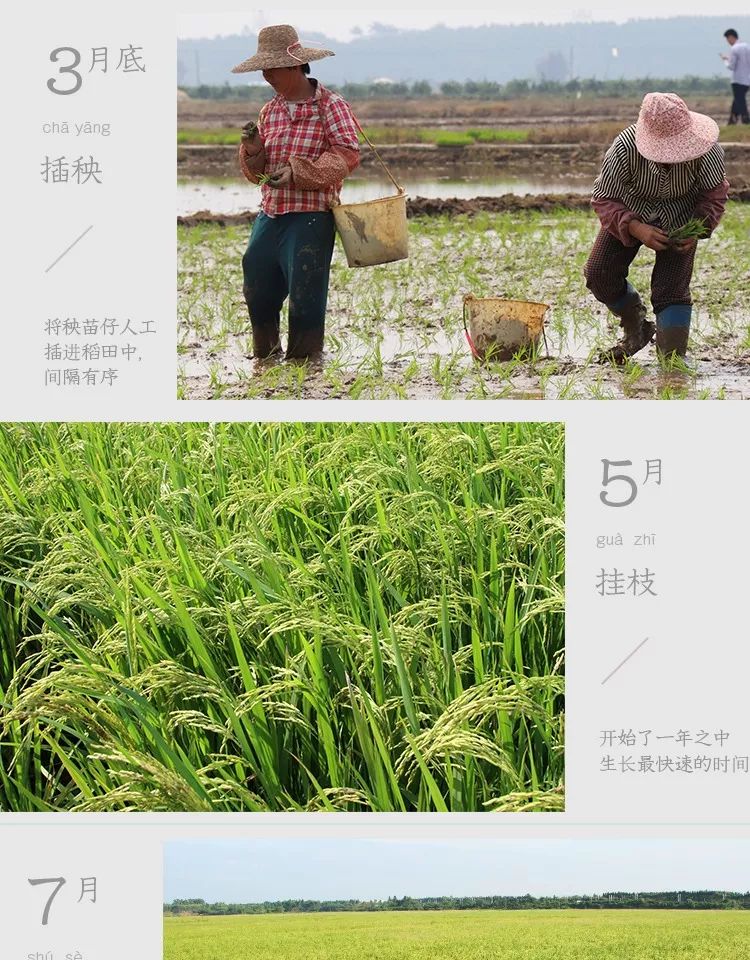 补硒减肥明显吗(硒有助于减肥吗)-硒宝网