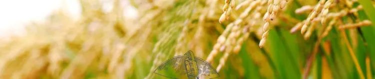 补硒减肥明显吗(硒有助于减肥吗)-硒宝网