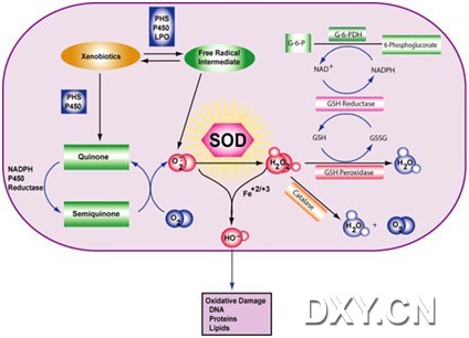 健身有必要补硒（必要补健身硒有什么作用）-硒宝网