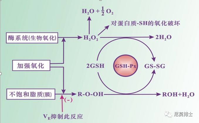 如何选购硒补剂（补硒的产品买什么最好）-硒宝网