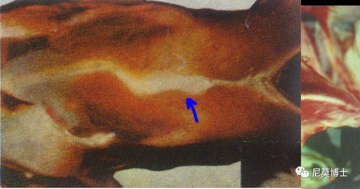 如何选购硒补剂（补硒的产品买什么最好）-硒宝网