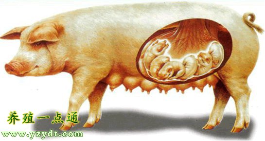 母猪需要补硒么（母猪补硒用法及用量）-硒宝网