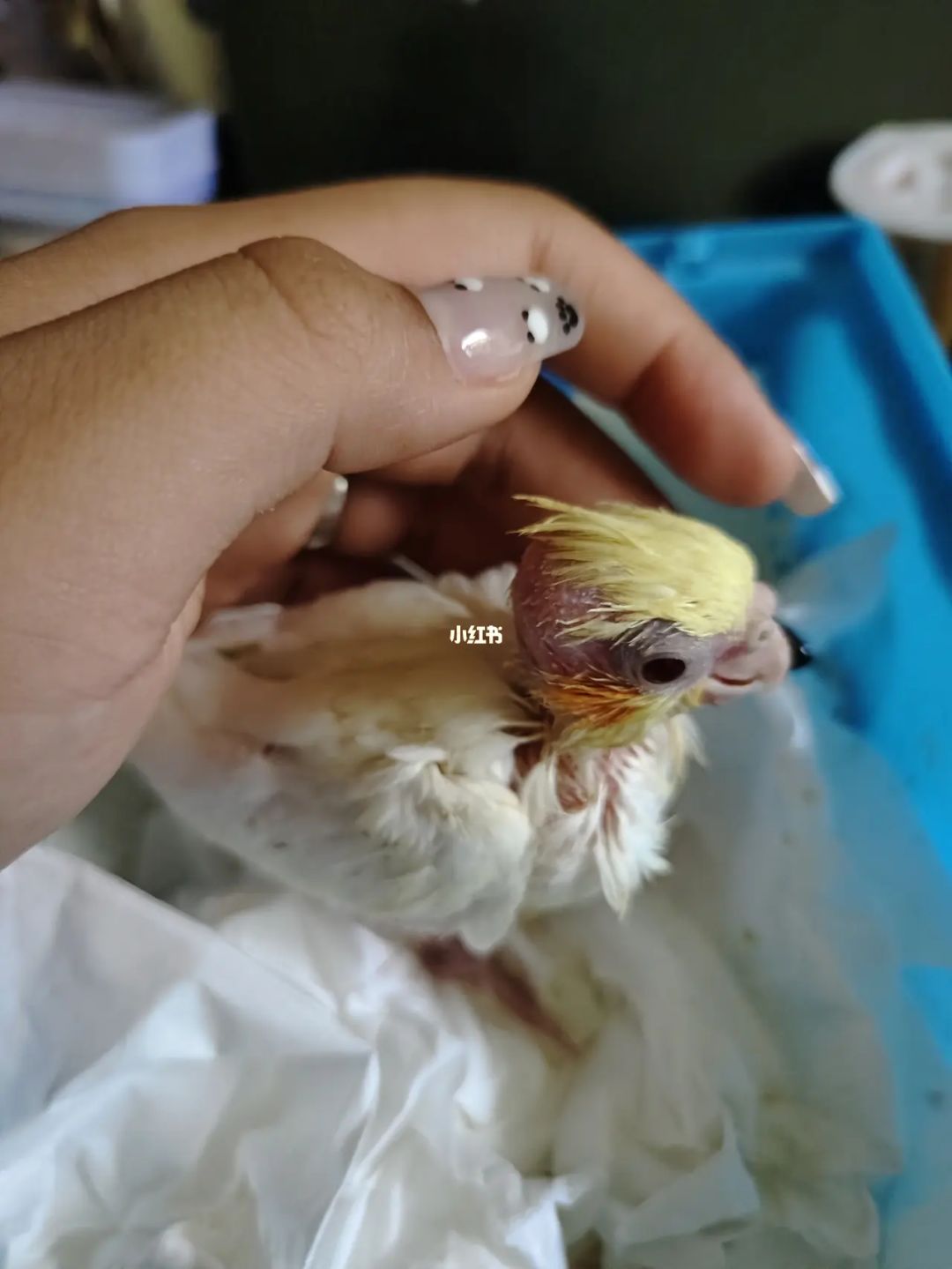 犊牛补硒用液体（牛犊补硒方法）-硒宝网