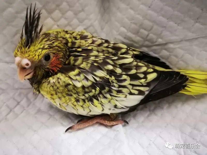 犊牛补硒用液体（牛犊补硒方法）-硒宝网