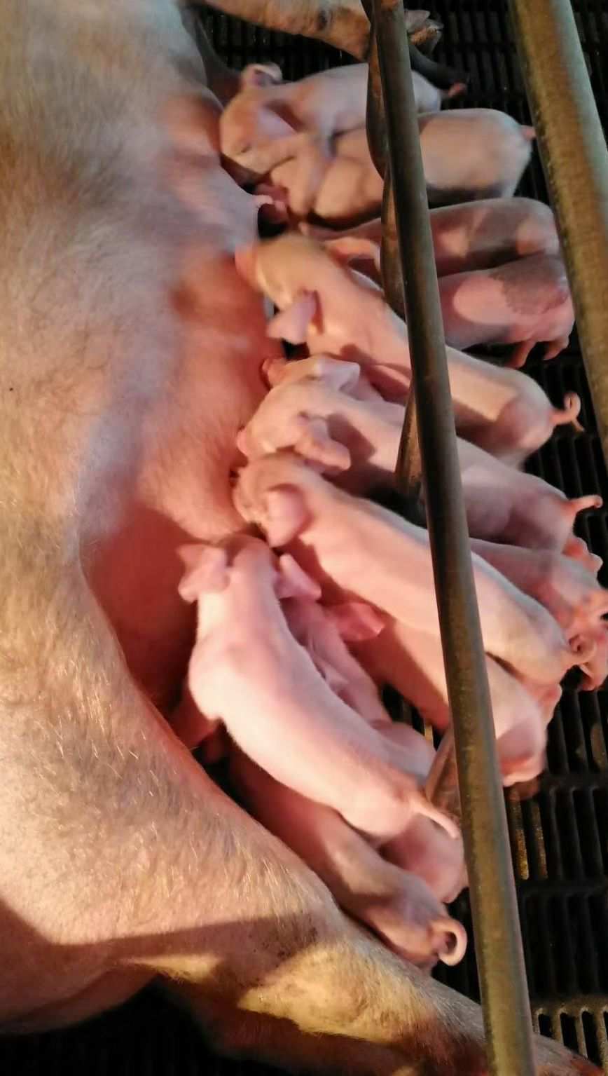 母猪需要补硒么(母猪补硒有什么好处)-硒宝网