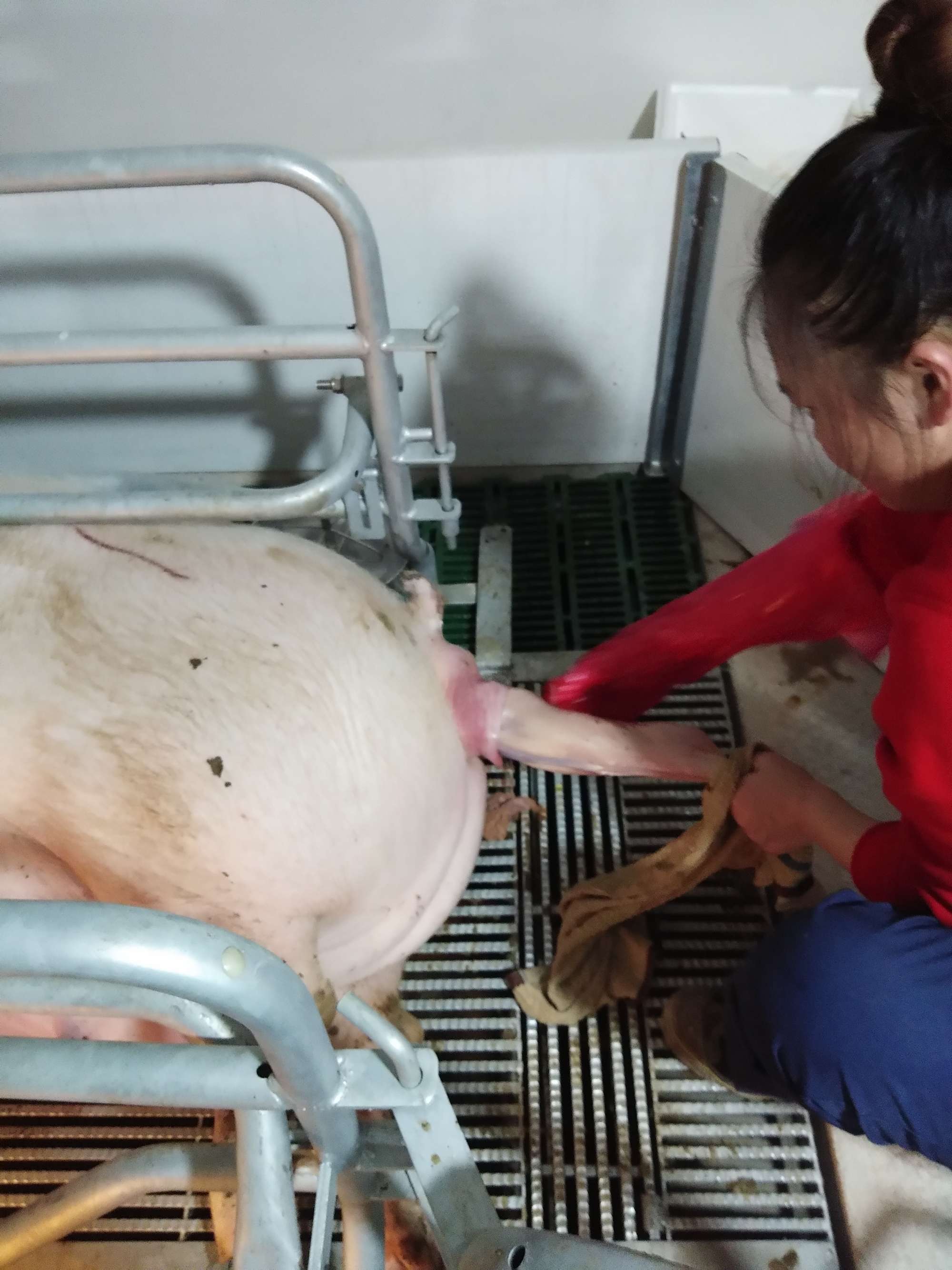 母猪需要补硒么(母猪补硒有什么好处)-硒宝网