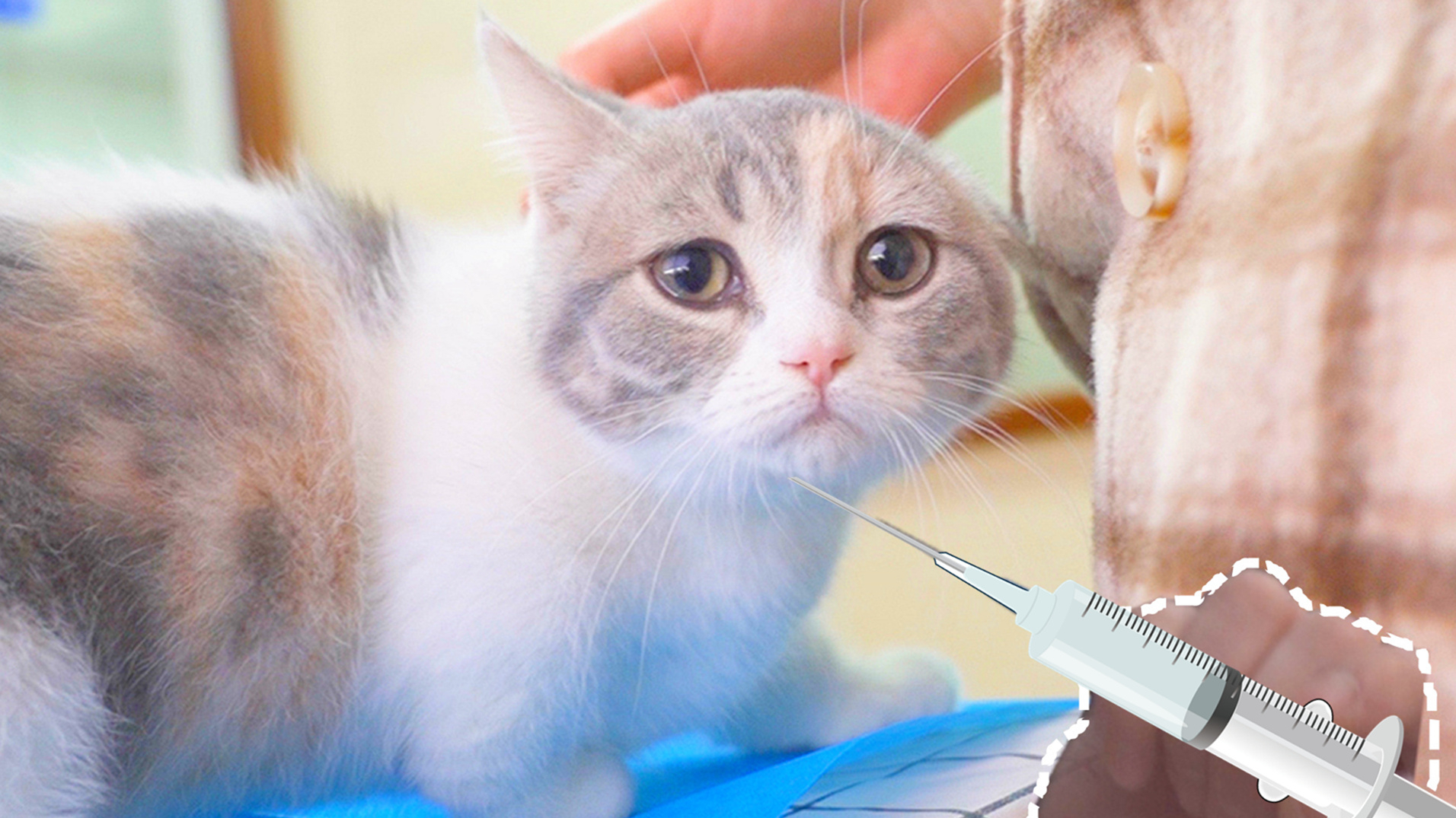 犊牛补硒用液体(液体补犊牛硒用量多少克)-硒宝网