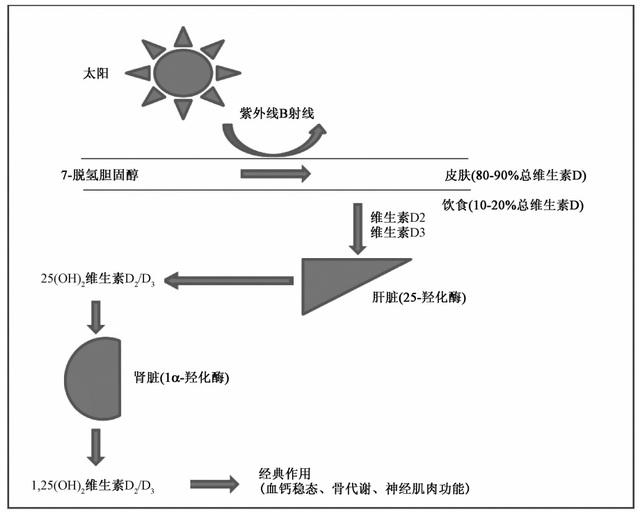 补硒后嘴唇发红(嘴唇发红缺什么维生素)-硒宝网