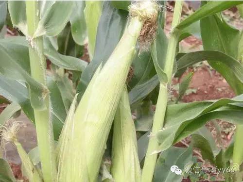 癌病人如何补硒(癌症病人补硒越补越弱)-硒宝网