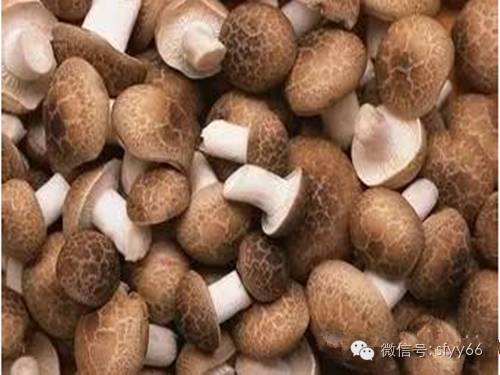 癌病人如何补硒(癌症病人补硒越补越弱)-硒宝网