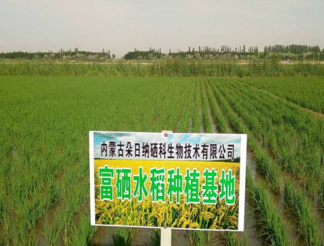 广西有必要补硒(补硒的必要性)-硒宝网