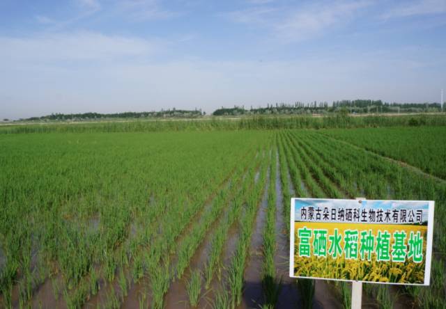 广西有必要补硒(补硒的必要性)-硒宝网