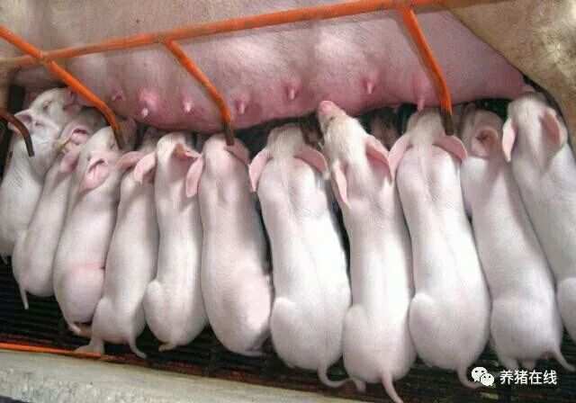 仔猪都要补硒吗（仔猪补硒八天可以吗）-硒宝网