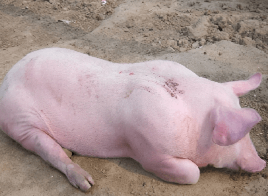 仔猪补硒有哪些(仔猪补硒的作用)-硒宝网