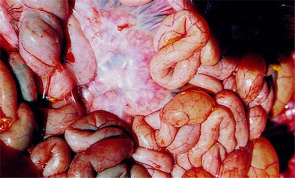 仔猪补硒有哪些(仔猪补硒的作用)-硒宝网