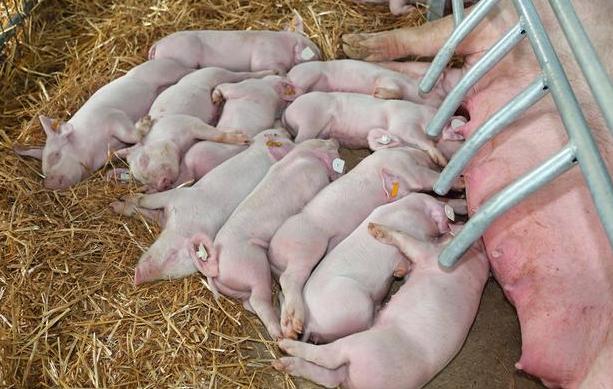 仔猪补硒有哪些(猪补硒过量怎么办)-硒宝网