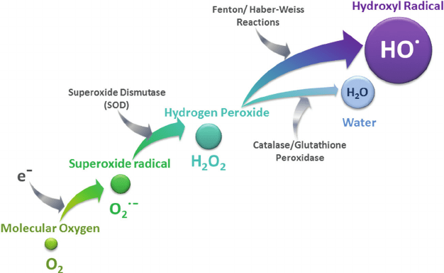 科学补硒的提出(科学补硒的三个原则是什么)-硒宝网