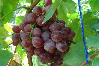 于若木  补硒（补硒的效果怎么样）-硒宝网