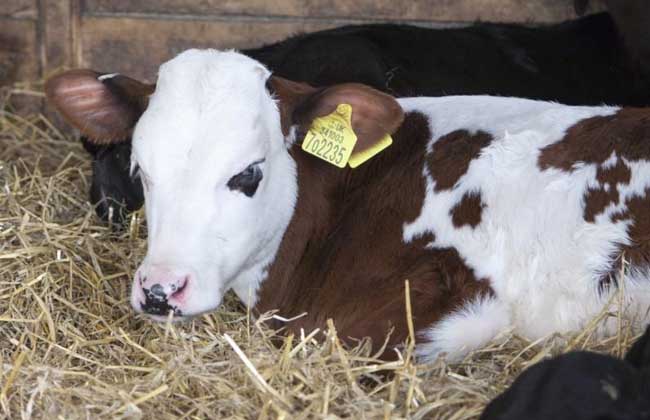 怎样给母牛补硒(牛补硒的方法)-硒宝网