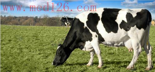 怎样给母牛补硒(牛补硒的方法)-硒宝网