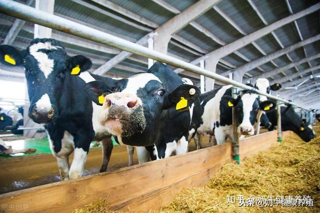 怎样给母牛补硒(牛补硒的方法)-硒宝网