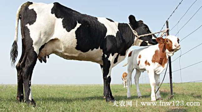 怎样给母牛补硒(牛补硒的方法)-硒宝网