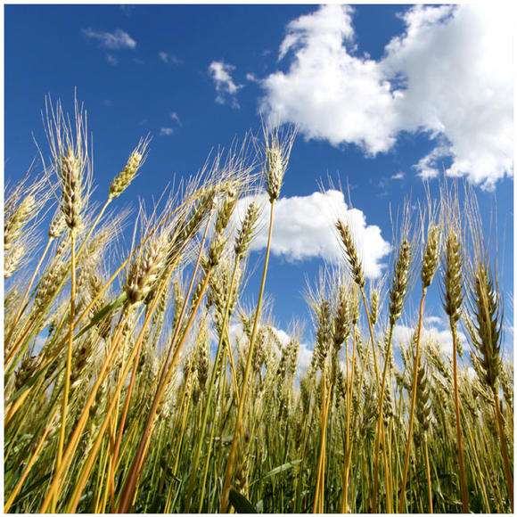 黄瓜籽补钙（黄瓜籽补钙骗局）-硒宝网