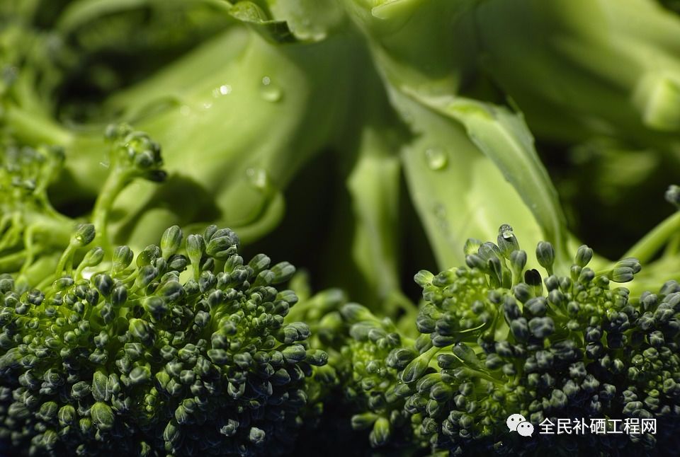 食物补硒有几种(补食物种硒有什么作用)-硒宝网