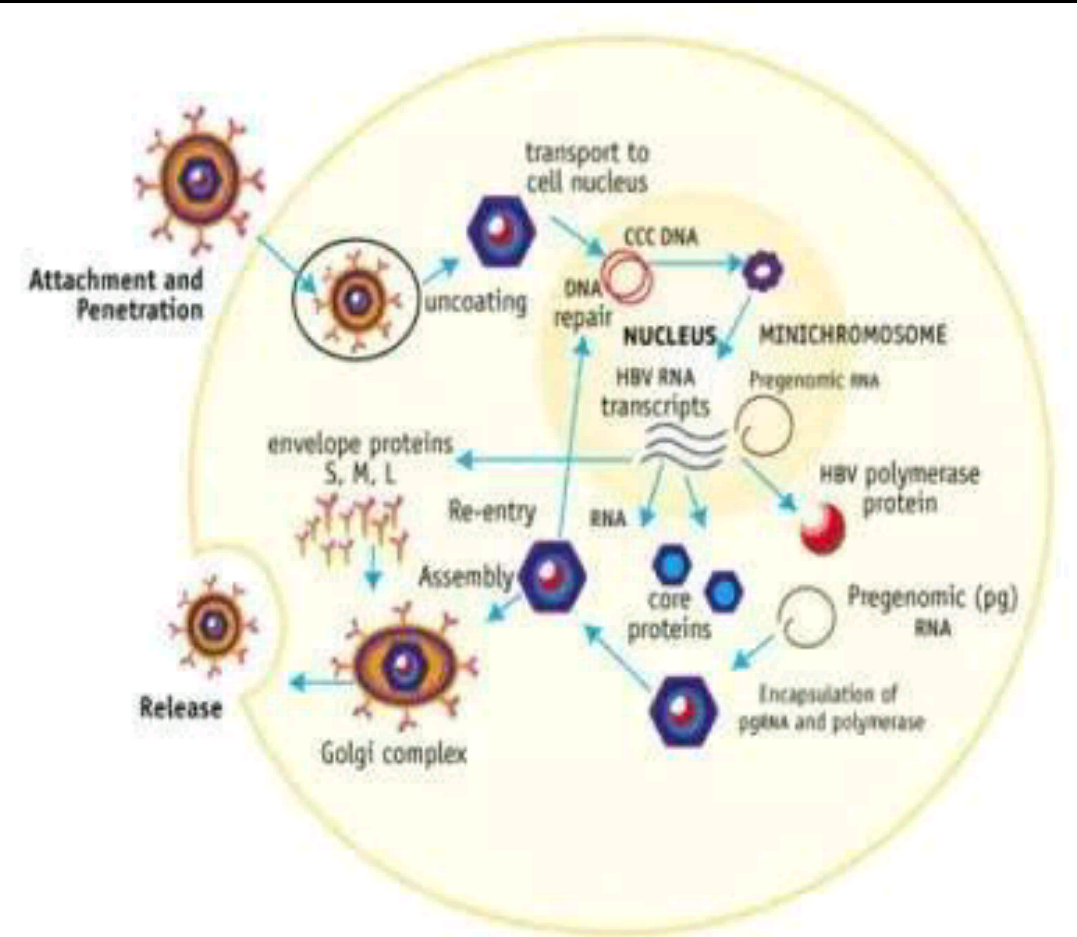 补硒治好肝硬化（肝硬化吃富硒有什么好处）-硒宝网