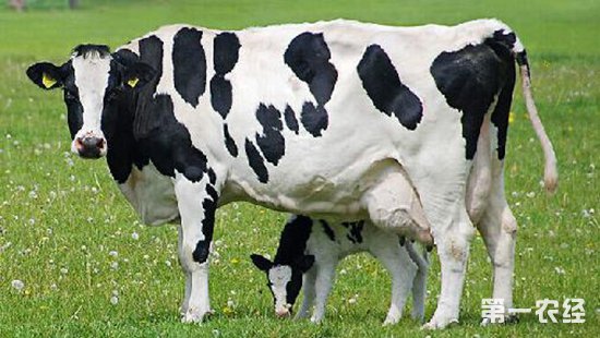 母牛补硒用什么(牛补硒用什么药)-硒宝网