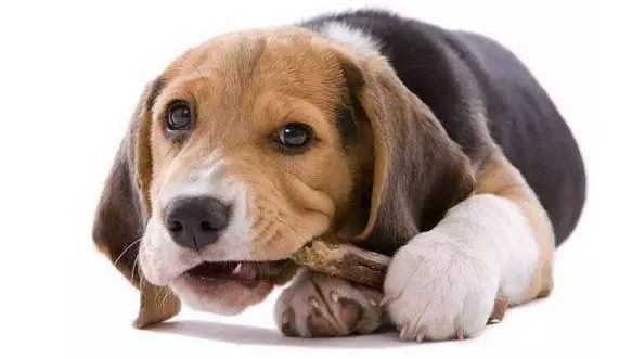 狗狗吃什么钙片能补钙效果好（狗狗补钙好吗）-硒宝网