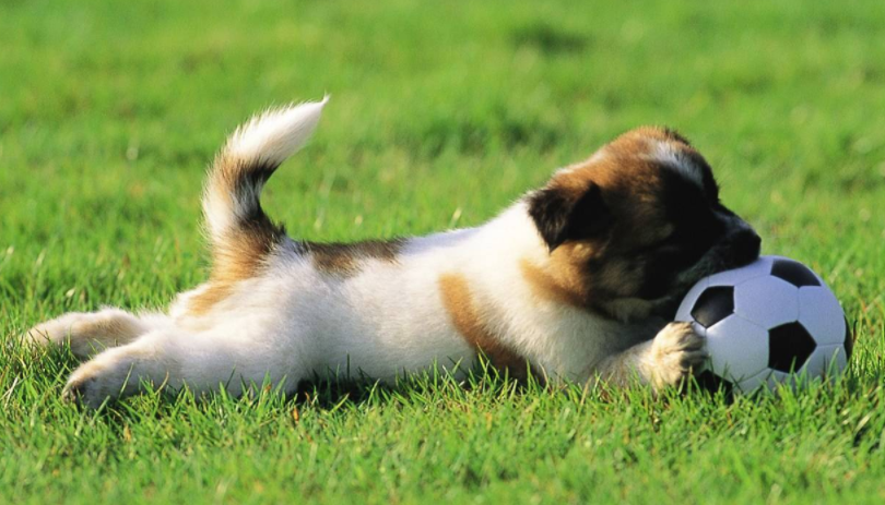 狗狗吃什么钙片能补钙效果好（狗狗补钙好吗）-硒宝网