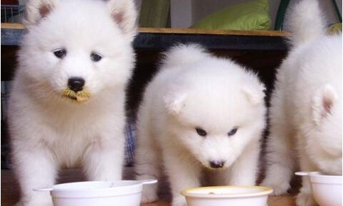 狗狗吃什么钙片能补钙效果好（狗狗补钙好吗）-硒宝网