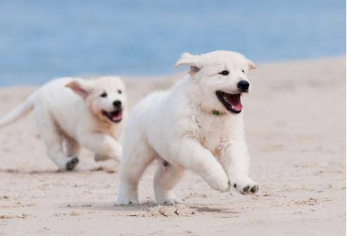 狗狗吃什么钙片能补钙效果好（狗狗补钙好吗）-硒宝网