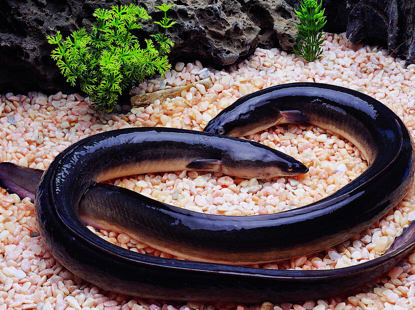 补硒上火的症状(上火应该补充什么)-硒宝网