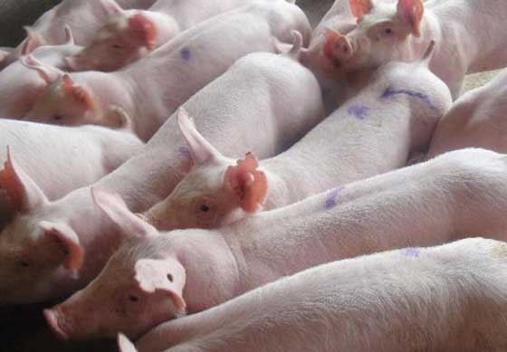 仔猪怎样补硒呢(仔猪补硒多了什么症状)-硒宝网