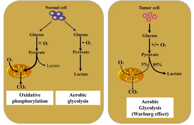 补硒杀死癌细胞(杀死癌细胞补硒有用吗)-硒宝网